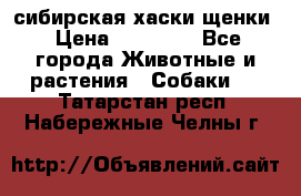 сибирская хаски щенки › Цена ­ 10 000 - Все города Животные и растения » Собаки   . Татарстан респ.,Набережные Челны г.